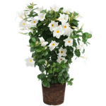 Mandevilla Mandevillan